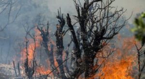 جنگل‌ها در حال سوختن؛ بیانیه می‌دهند!